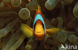two-banded Anemonefish