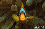 Rode zee anemoonvis (Amphiprion bicinctus)