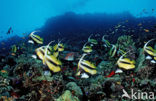 Red sea bannerfish (Heniochus intermedius)