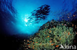 Red sea