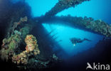 Red sea