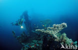 Red sea