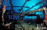 Red sea