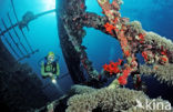 Red sea