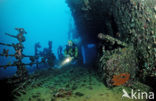 Red sea