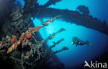 Red sea