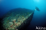 Red sea