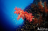 red Soft coral (Dendronephthya spec.)