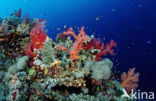 red Soft coral (Dendronephthya spec.)