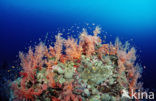 red Soft coral (Dendronephthya spec.)