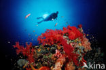 Rood Zacht koraal (Dendronephthya spec.)