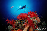 red Soft coral (Dendronephthya spec.)