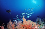 red Soft coral (Dendronephthya spec.)