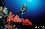 red Soft coral (Dendronephthya spec.)