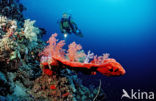 red Soft coral (Dendronephthya spec.)