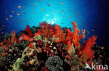 red Soft coral (Dendronephthya spec.)