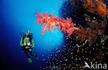 red Soft coral (Dendronephthya spec.)