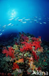 red Soft coral (Dendronephthya spec.)