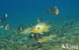 Roodborstzonnebaars (Lepomis auritus)