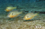 Roodborstzonnebaars (Lepomis auritus)