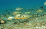 Redbreast Sunfish (Lepomis auritus)