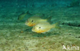Redbreast Sunfish (Lepomis auritus)