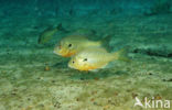 Roodborstzonnebaars (Lepomis auritus)