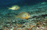 Roodborstzonnebaars (Lepomis auritus)