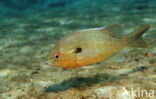 Roodborstzonnebaars (Lepomis auritus)