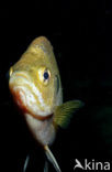 Redbreast Sunfish (Lepomis auritus)