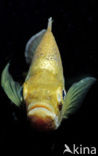 Redbreast Sunfish (Lepomis auritus)