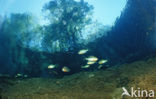 Redbreast Sunfish (Lepomis auritus)