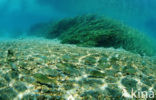 Redbreast Sunfish (Lepomis auritus)