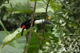 Red-billed Toucan (Ramphastos tucanus)