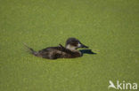 Andean Duck (Oxyura ferruginea)