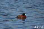 Rosse stekelstaarteend (Oxyura ferruginea)