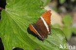 Rusty-tipped Page (Siproeta epaphus)