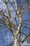 Ruwe berk (Betula pendula)