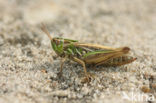 Lesser Mottled Grasshopper (Stenobothrus stigmaticus)