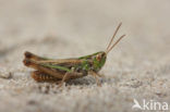 Lesser Mottled Grasshopper (Stenobothrus stigmaticus)