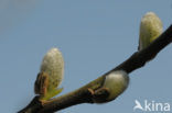 White Willow (Salix alba)