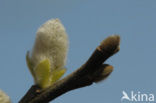 White Willow (Salix alba)