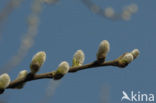 Schietwilg (Salix alba)