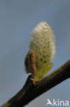 Schietwilg (Salix alba)