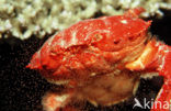 Red crab