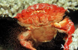 Red crab