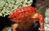 Red crab