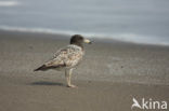 Band-tailed Gull (Larus belcheri)