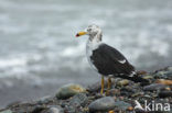 Band-tailed Gull (Larus belcheri)