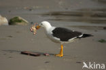 Band-tailed Gull (Larus belcheri)